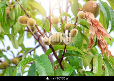 Verde pesche acerbe sulla struttura sotto il sole Foto Stock