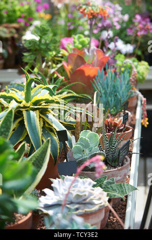 Una grande selezione di piante succulente che crescono in una serra in estate sole Foto Stock