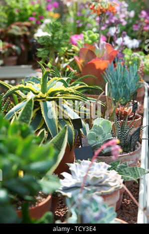 Una grande selezione di piante succulente che crescono in una serra in estate sole Foto Stock