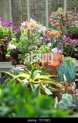 Una grande selezione di piante succulente che crescono in una serra in estate sole Foto Stock