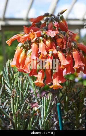 Kalanchoe tubiflora fiori e piccole piante giovani sulla fine della crescita Foto Stock