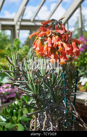 Kalanchoe tubiflora fiori e piccole piante giovani sulla fine della crescita Foto Stock