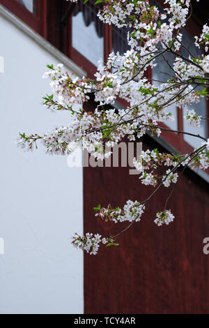 Fiori Ciliegio al tempio Hanshan a Suzhou Foto Stock
