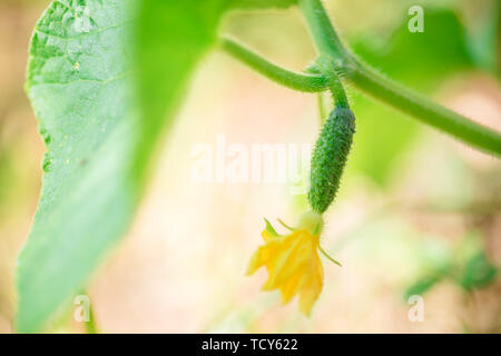 Giovani cetriolo con un fiore giallo appeso a un ramo. Foto Stock