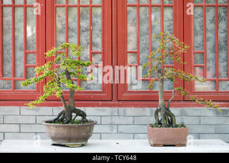 Due alberi di bonsai contro un muro di mattoni rossi e windows in BaiHuaTan parco pubblico,Chengdu, Cina Foto Stock