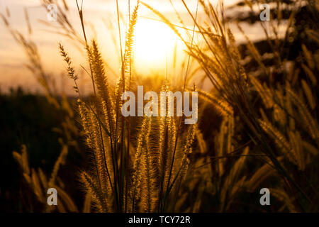 Asia erba selvatica fiori in tempo al tramonto. Foto Stock