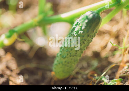 Giovani maturi cetriolo appeso su un ramo closeup Foto Stock