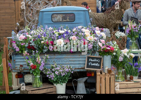 Fiori Freddies display a RHS Chatsworth flower show 2019. Chatsworth, Derbyshire, Regno Unito Foto Stock