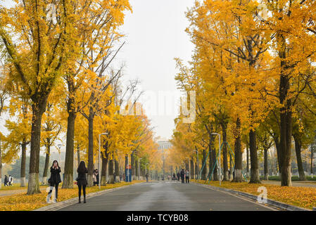 Il Ginkgo Avenue, Chengdu università di elettronica di scienza e tecnologia Foto Stock