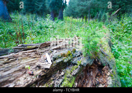 In estate Kurdenin, una forma ripiegata ad albero di abete rosso è coperto con MOSS e piccole piantine di abete rosso Foto Stock