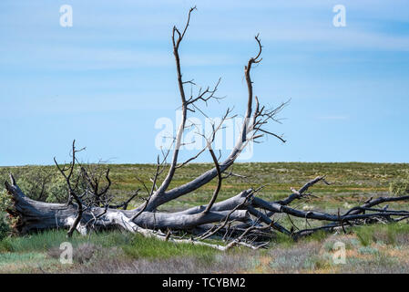 Asciugare il vecchio albero sradicato giace sul terreno in natura Foto Stock