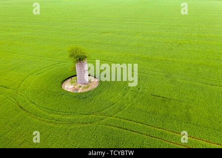 Mt Vernon, Illinois - Un albero cresce al di fuori della parte superiore di un vecchio silo in un campo di fattoria. Foto Stock