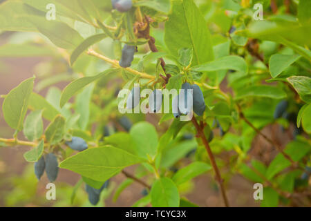 Blue caprifoglio Lonicera caerulea var. edulis . Noto anche come Honeyberry, Blu-berry caprifoglio, Sweetberry caprifoglio e Haskap Berry. Un altro sc Foto Stock