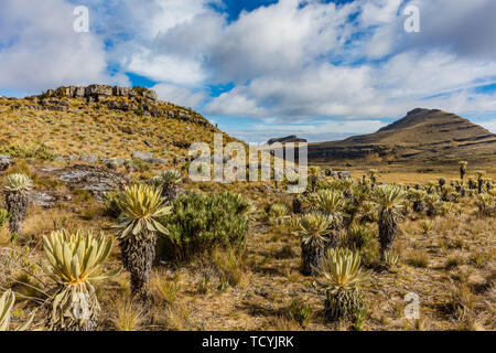 Paramo de Oceta e il suo Espeletia Frailejones Mongui Boyaca in Colombia Sud America Foto Stock