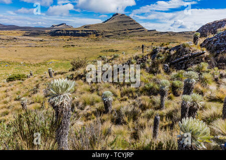 Espeletia Frailejones Del Paramo de Oceta Mongui Boyaca in Colombia Sud America Foto Stock