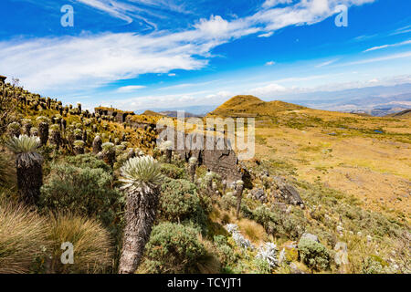 Paramo de Oceta e il suo Espeletia Frailejones Mongui Boyaca in Colombia Sud America Foto Stock