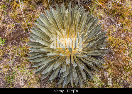 Espeletia Frailejones Del Paramo de Oceta Mongui Boyaca in Colombia Sud America Foto Stock