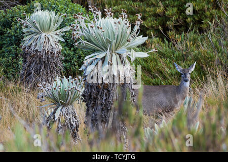 White-tailed deer Del Paramo de Oceta e il suo Espeletia Frailejones Mongui Boyaca in Colombia Sud America Foto Stock