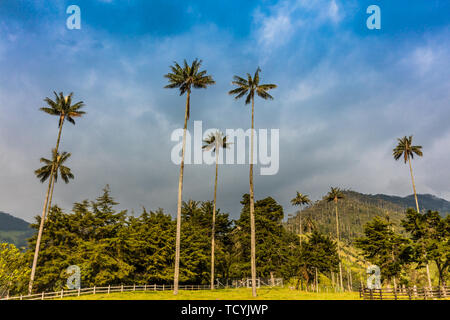 El Bosque de Las Palmas paesaggi di palme in Valle Cocora vicino Salento Quindio in Colombia Sud America Foto Stock