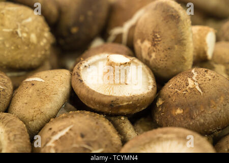 Un mazzetto di di funghi shiitake freschi. Foto Stock