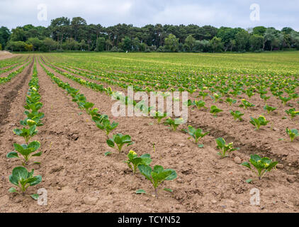 Righe di recente piantato piantine in campo agricolo, East Lothian, Scozia, Regno Unito Foto Stock