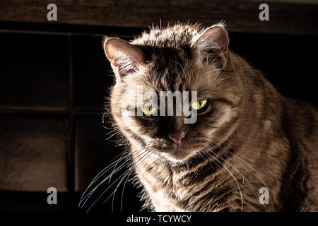 Pericoloso cercando orange gatto con il semestre si è chiuso gli occhi verdi guardando la telecamera; luce illuminando i suoi occhi verdi e lunghi baffi; dark shado Foto Stock