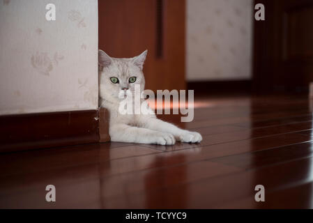 Cat breve gradiente argento Foto Stock