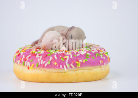 Il concetto della miniatura. Neonato topi sedersi in una ciambella. Po' di  ratti con dolci. Bald decorativo roditore. Gli animali con gli alimenti  Foto stock - Alamy