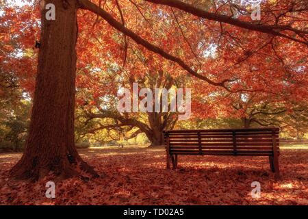 Panca in legno nel parco della città la stagione autunnale Foto Stock