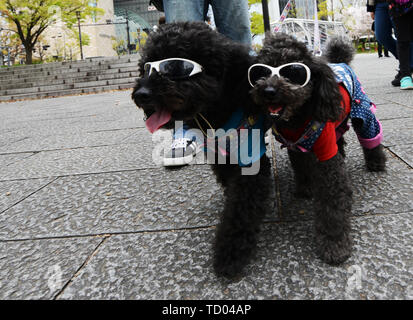 Un elegante cane barboncino di Osaka in Giappone. Foto Stock