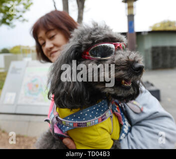 Un elegante cane barboncino di Osaka in Giappone. Foto Stock