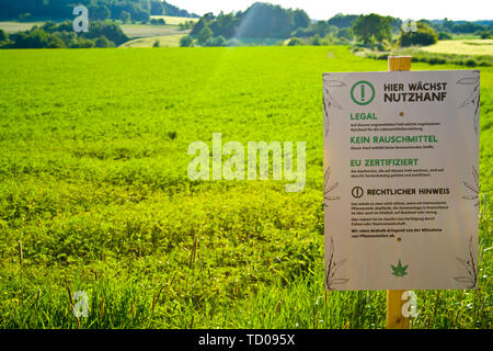 Un campo di canapa in Hesse, Germania m. Legal la coltivazione di canapa per la medicina o cibo. Foto Stock