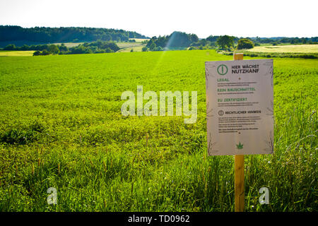 Un campo di canapa in Hesse, Germania m. Legal la coltivazione di canapa per la medicina o cibo. Foto Stock