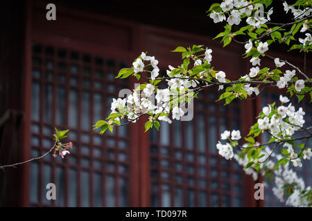 Fiori Ciliegio al tempio Hanshan a Suzhou Foto Stock