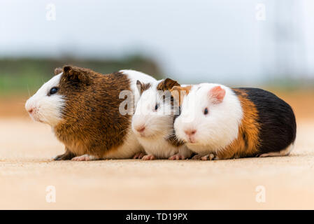 Tre cavie raggomitolati insieme ad assopire. Foto Stock