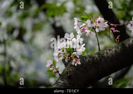 Fiori Ciliegio al tempio Hanshan a Suzhou Foto Stock