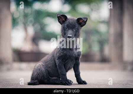 Mammiferi Foto Stock