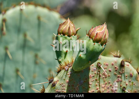 Nuovi germogli su Ficodindia Cactusin primavera in Texas Foto Stock