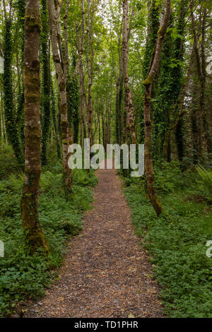 Uno stretto sentiero che conduce attraverso un bosco di remote, alberi su entrambi i lati e il verde rigoglioso sottobosco, nessuno nell'immagine Foto Stock