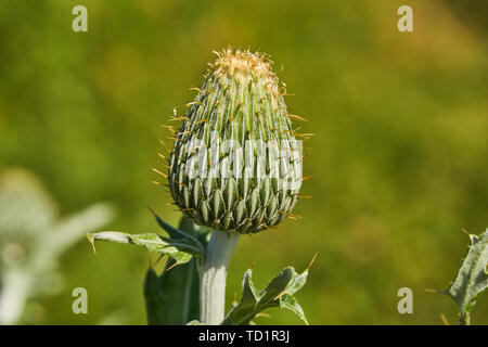 Texas Thistle isolato preblossom bud (Cirsium texanum) Foto Stock