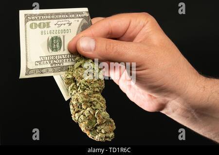 L'uomo presentando closeup di verde weed bud e il dollaro come spacciatore concetto isolato su sfondo nero Foto Stock