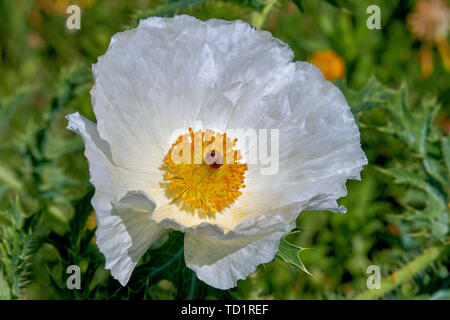 Macro di isolato di bella bianco papavero coccolone (Argemone albiflora) (Texas Bull Ortica). Close up Foto Stock