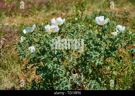 Bella bianco coccolone Pianta di papavero (Argemone albiflora) (Texas Bull Ortica). Close up Foto Stock