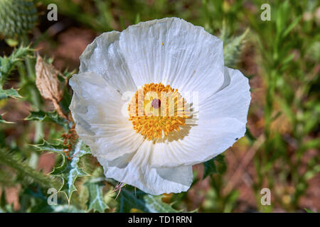 Macro di isolato di bella bianco papavero coccolone (Argemone albiflora) (Texas Bull Ortica). Close up Foto Stock