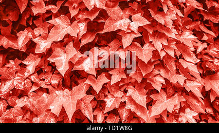 Corallo rosso sfondo costituito di foglie fresche. Il colore dell'anno 2019 Foto Stock