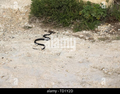 Il Serpente Nero (viper, Vipera berus) dibattere sul beige superficie rocciosa verso il verde delle boccole. Foto Stock