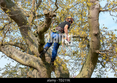 Tree chirurgo o Arborist utilizzando le funi di sicurezza e una sega a nastro su un albero . Foto Stock