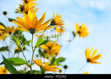 Topinambur o semi di girasole fiori gialli contro il cielo blu Foto Stock