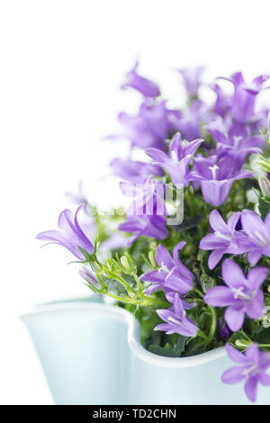 La Campanula dalmata isolati su sfondo bianco. Il giardinaggio e concetto del fiore. Foto Stock