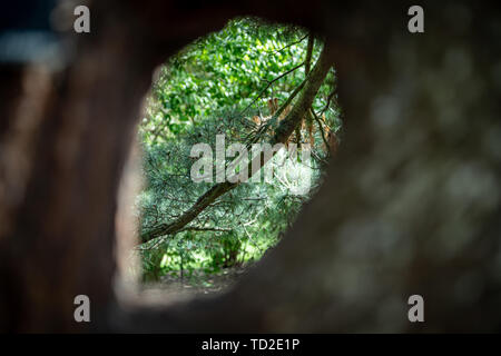 Guardando attraverso un foro in un albero di pino per vedere il verde scuro di aghi di pino sui rami in Kew Gardens, Londra. Foto Stock